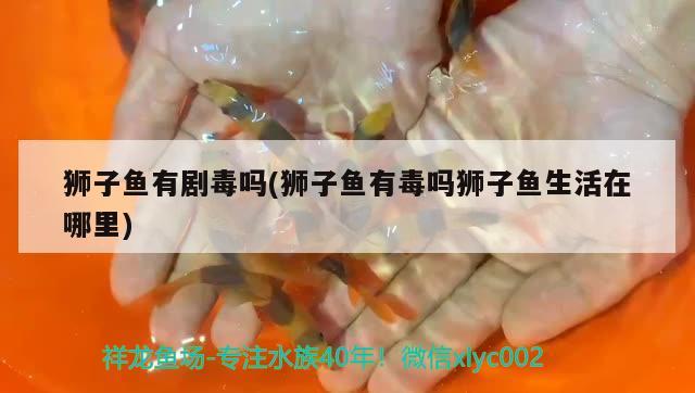 獅子魚有劇毒嗎(獅子魚有毒嗎獅子魚生活在哪里)