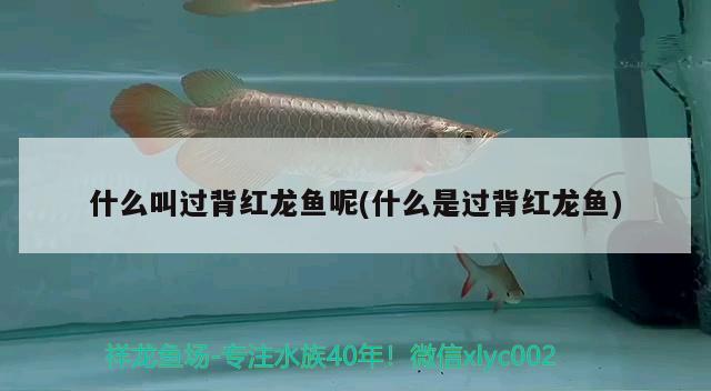 什么叫過(guò)背紅龍魚(yú)呢(什么是過(guò)背紅龍魚(yú)) 2024第28屆中國(guó)國(guó)際寵物水族展覽會(huì)CIPS（長(zhǎng)城寵物展2024 CIPS）