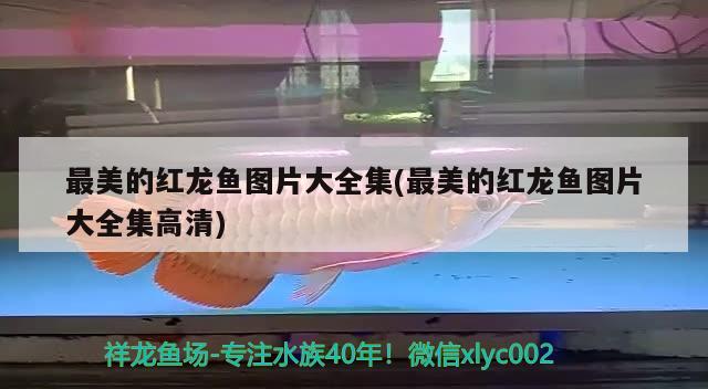 最美的紅龍魚(yú)圖片大全集(最美的紅龍魚(yú)圖片大全集高清)