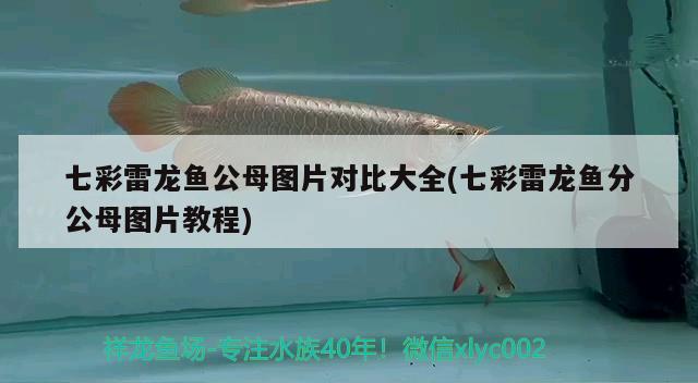 七彩雷龍魚公母圖片對比大全(七彩雷龍魚分公母圖片教程)