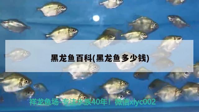 黑龍魚百科(黑龍魚多少錢)