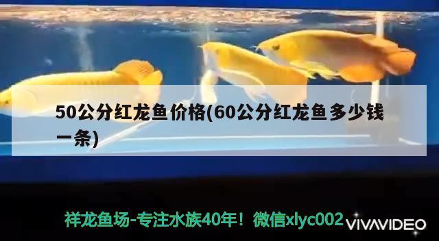 50公分紅龍魚價(jià)格(60公分紅龍魚多少錢一條)