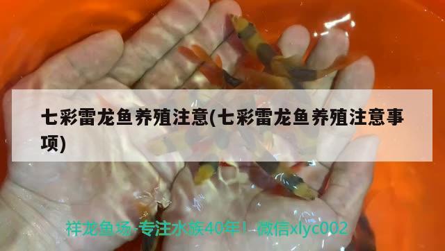 七彩雷龍魚養(yǎng)殖注意(七彩雷龍魚養(yǎng)殖注意事項)