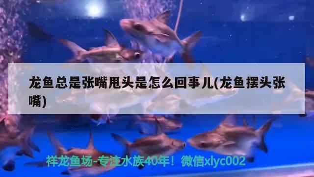 龍魚總是張嘴甩頭是怎么回事兒(龍魚擺頭張嘴)