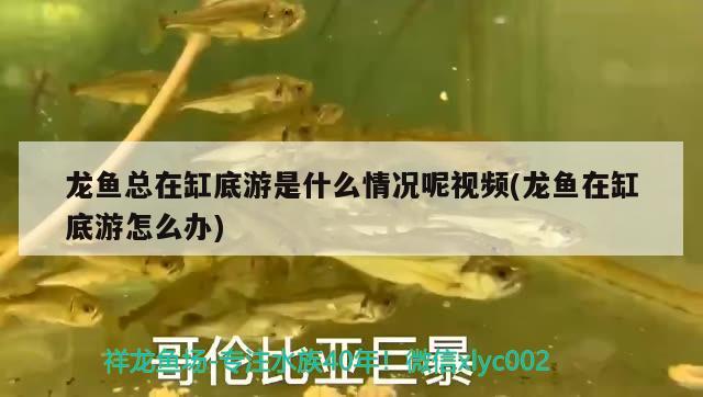 龍魚總在缸底游是什么情況呢視頻(龍魚在缸底游怎么辦) 祥龍金禾金龍魚