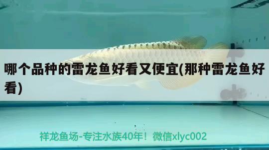 哪個品種的雷龍魚好看又便宜(那種雷龍魚好看) 大白鯊魚苗