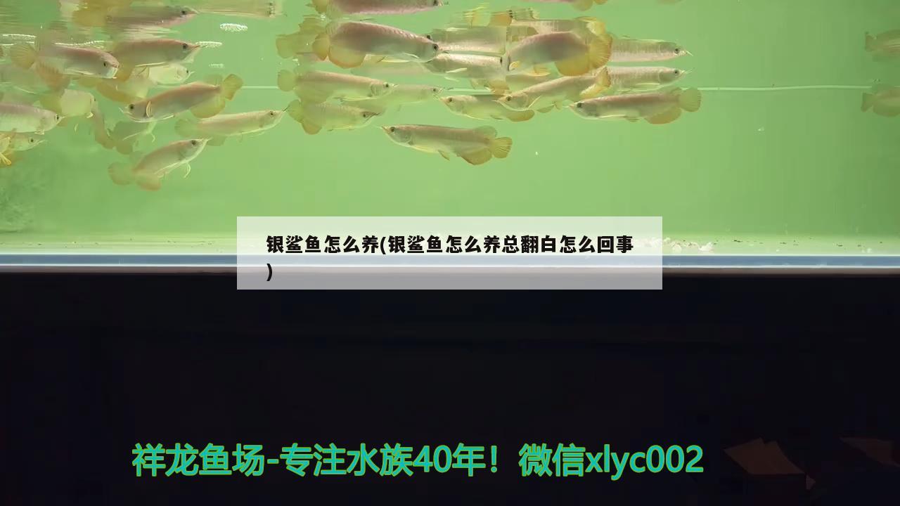 銀鯊魚怎么養(yǎng)(銀鯊魚怎么養(yǎng)總翻白怎么回事) 觀賞魚