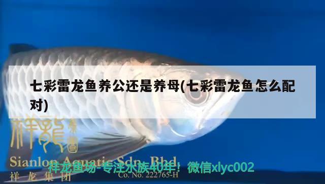 七彩雷龍魚養(yǎng)公還是養(yǎng)母(七彩雷龍魚怎么配對) 黑云魚