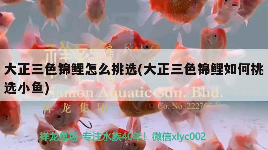 大正三色錦鯉怎么挑選(大正三色錦鯉如何挑選小魚)