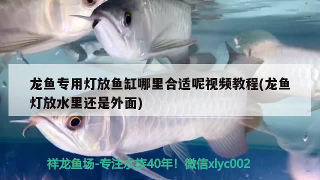 龍魚專用燈放魚缸哪里合適呢視頻教程(龍魚燈放水里還是外面)