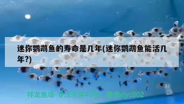 迷你鸚鵡魚的壽命是幾年(迷你鸚鵡魚能活幾年?) 鸚鵡魚