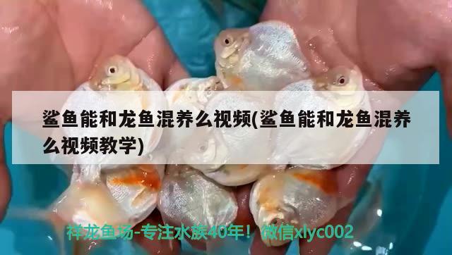 鯊魚能和龍魚混養(yǎng)么視頻(鯊魚能和龍魚混養(yǎng)么視頻教學)