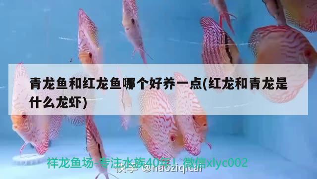 青龍魚和紅龍魚哪個好養(yǎng)一點(紅龍和青龍是什么龍蝦) 青龍魚