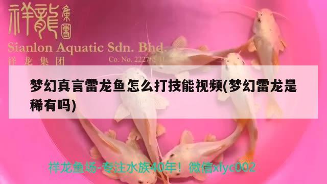 夢(mèng)幻真言雷龍魚(yú)怎么打技能視頻(夢(mèng)幻雷龍是稀有嗎)