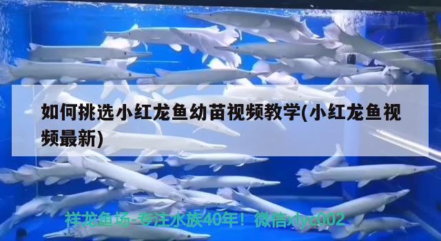 如何挑選小紅龍魚幼苗視頻教學(xué)(小紅龍魚視頻最新) 黑帝王魟魚