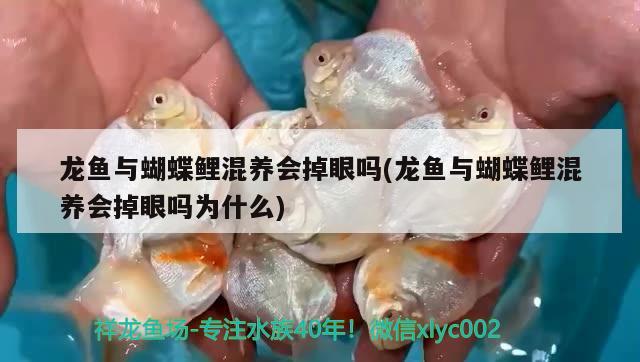 龍魚與蝴蝶鯉混養(yǎng)會掉眼嗎(龍魚與蝴蝶鯉混養(yǎng)會掉眼嗎為什么)