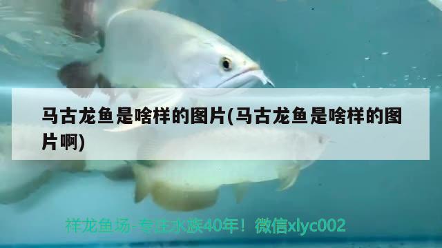 馬古龍魚是啥樣的圖片(馬古龍魚是啥樣的圖片啊)