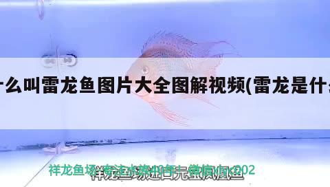 什么叫雷龍魚圖片大全圖解視頻(雷龍是什么)