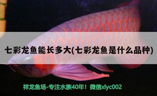 七彩龍魚能長(zhǎng)多大(七彩龍魚是什么品種) 非洲金鼓魚