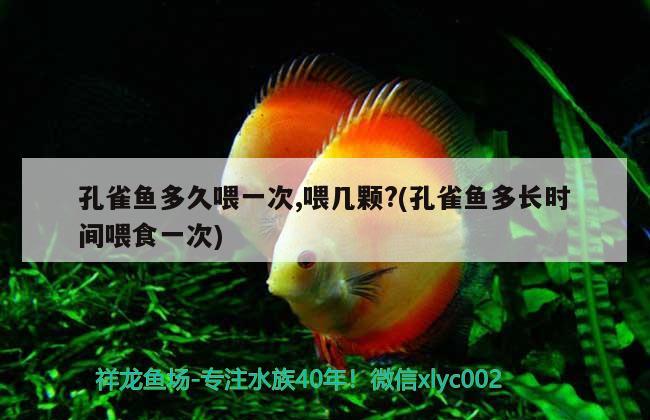 孔雀魚多久喂一次,喂幾顆?(孔雀魚多長(zhǎng)時(shí)間喂食一次) 觀賞魚