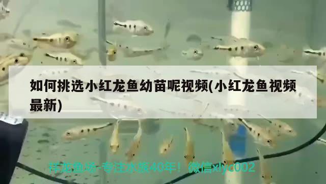 如何挑選小紅龍魚幼苗呢視頻(小紅龍魚視頻最新) 巨骨舌魚