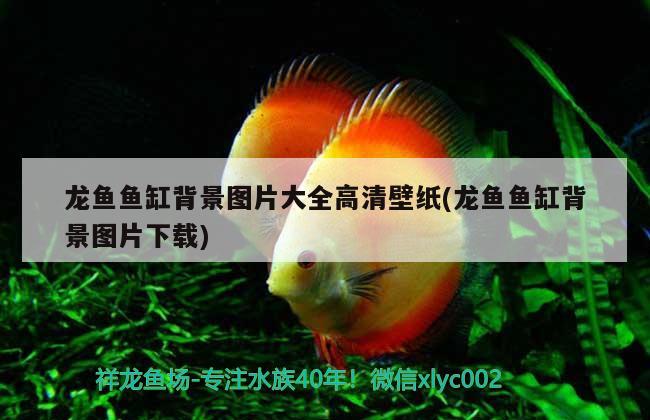 龍魚(yú)魚(yú)缸背景圖片大全高清壁紙(龍魚(yú)魚(yú)缸背景圖片下載) 大嘴鯨魚(yú)