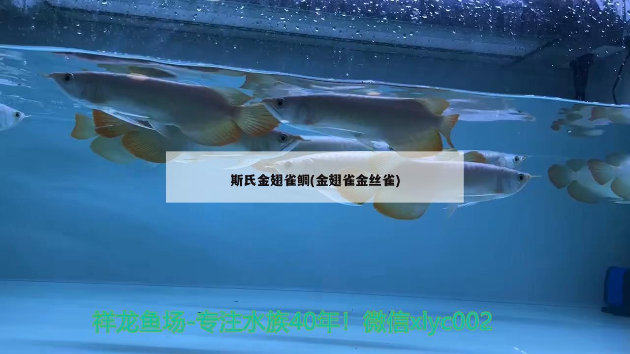 斯氏金翅雀鯛(金翅雀金絲雀) 觀賞魚