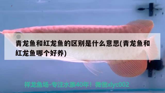 青龍魚和紅龍魚的區(qū)別是什么意思(青龍魚和紅龍魚哪個(gè)好養(yǎng)) 青龍魚