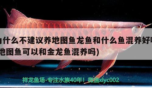 為什么不建議養(yǎng)地圖魚龍魚和什么魚混養(yǎng)好呢(地圖魚可以和金龍魚混養(yǎng)嗎) 黃鰭鯧魚