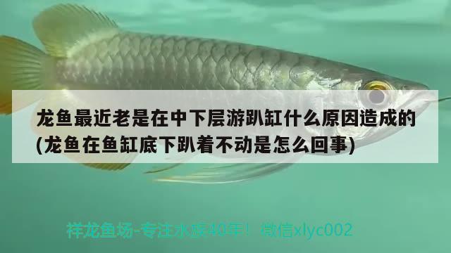 龍魚(yú)最近老是在中下層游趴缸什么原因造成的(龍魚(yú)在魚(yú)缸底下趴著不動(dòng)是怎么回事)