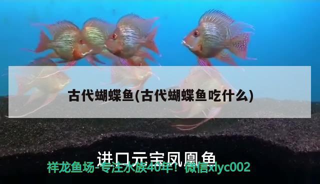 古代蝴蝶魚(古代蝴蝶魚吃什么) 蝴蝶鯉 第2張