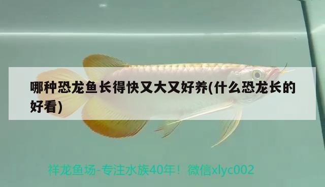 哪種恐龍魚(yú)長(zhǎng)得快又大又好養(yǎng)(什么恐龍長(zhǎng)的好看)