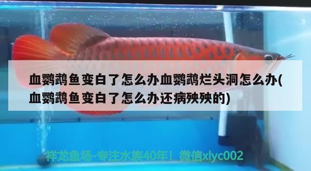 血鸚鵡魚變白了怎么辦血鸚鵡爛頭洞怎么辦(血鸚鵡魚變白了怎么辦還病殃殃的) 鸚鵡魚