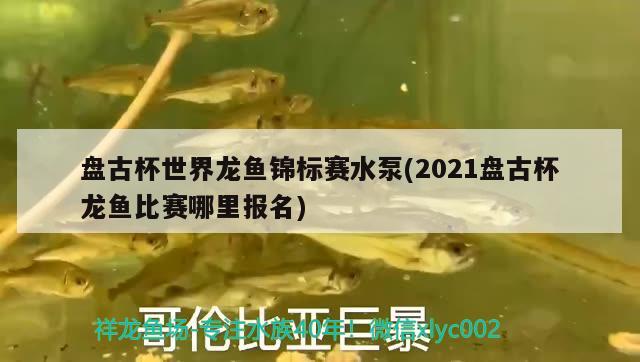 盤古杯世界龍魚錦標(biāo)賽水泵(2021盤古杯龍魚比賽哪里報名) 藍(lán)底過背金龍魚