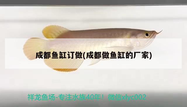 成都魚缸訂做(成都做魚缸的廠家)