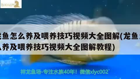 龍魚(yú)怎么養(yǎng)及喂養(yǎng)技巧視頻大全圖解(龍魚(yú)怎么養(yǎng)及喂養(yǎng)技巧視頻大全圖解教程)