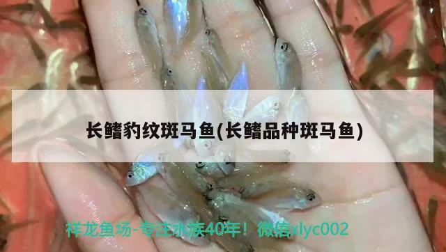 長鰭豹紋斑馬魚(長鰭品種斑馬魚)