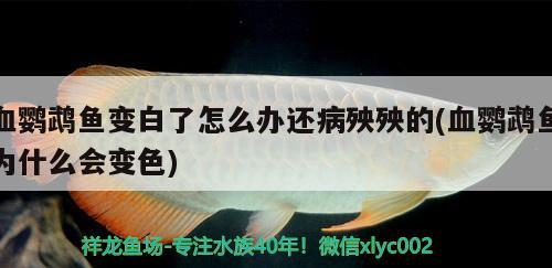 血鸚鵡魚變白了怎么辦還病殃殃的(血鸚鵡魚為什么會變色) 鸚鵡魚