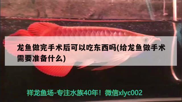 龍魚做完手術(shù)后可以吃東西嗎(給龍魚做手術(shù)需要準(zhǔn)備什么)