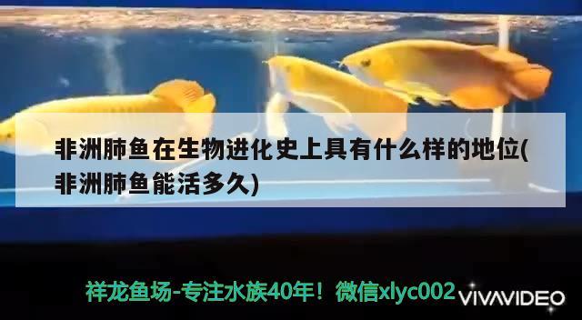 非洲肺魚在生物進(jìn)化史上具有什么樣的地位(非洲肺魚能活多久) 肺魚