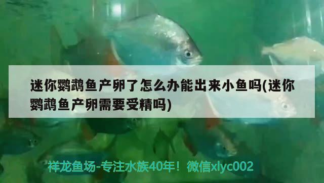 迷你鸚鵡魚產(chǎn)卵了怎么辦能出來小魚嗎(迷你鸚鵡魚產(chǎn)卵需要受精嗎)