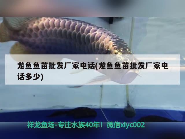 龍魚魚苗批發(fā)廠家電話(龍魚魚苗批發(fā)廠家電話多少)