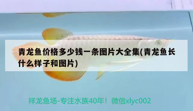 青龍魚價格多少錢一條圖片大全集(青龍魚長什么樣子和圖片)