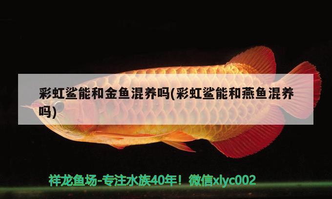 彩虹鯊能和金魚混養(yǎng)嗎(彩虹鯊能和燕魚混養(yǎng)嗎)