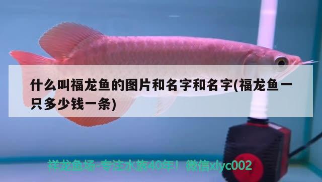 什么叫福龍魚的圖片和名字和名字(福龍魚一只多少錢一條)