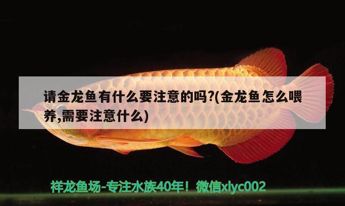 請金龍魚有什么要注意的嗎?(金龍魚怎么喂養(yǎng),需要注意什么) 黃金斑馬魚