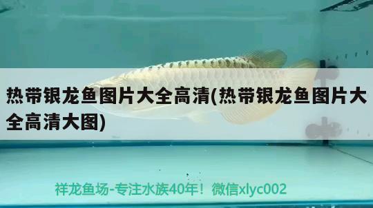 熱帶銀龍魚圖片大全高清(熱帶銀龍魚圖片大全高清大圖) 銀龍魚百科