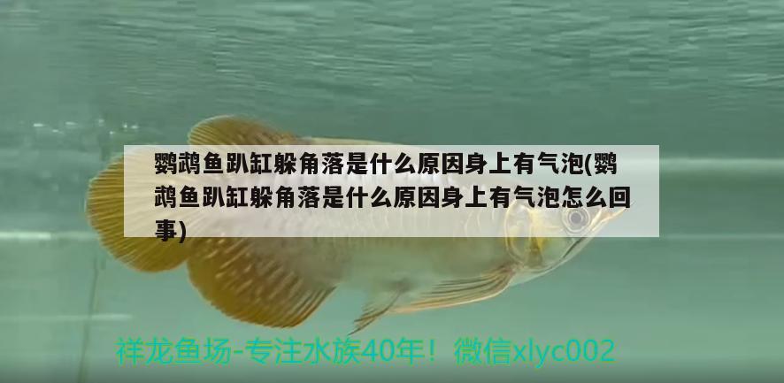 鸚鵡魚趴缸躲角落是什么原因身上有氣泡(鸚鵡魚趴缸躲角落是什么原因身上有氣泡怎么回事)