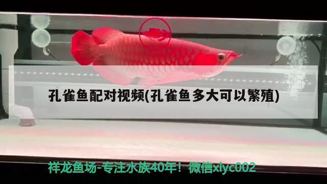 孔雀魚配對視頻(孔雀魚多大可以繁殖)