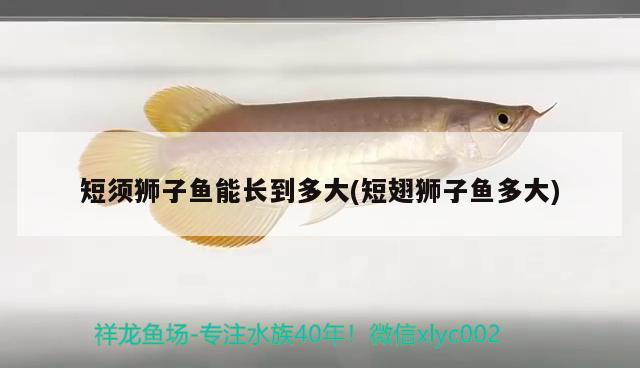 短須獅子魚能長到多大(短翅獅子魚多大) 觀賞魚